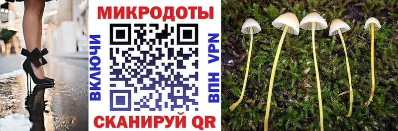 где найти наркотики  Пустошка  Галлюциногенные грибы Psilocybe 
